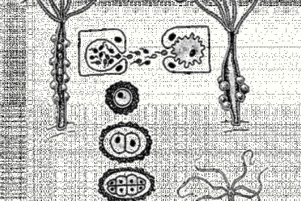 Kraken ссылка на сайт актуальная