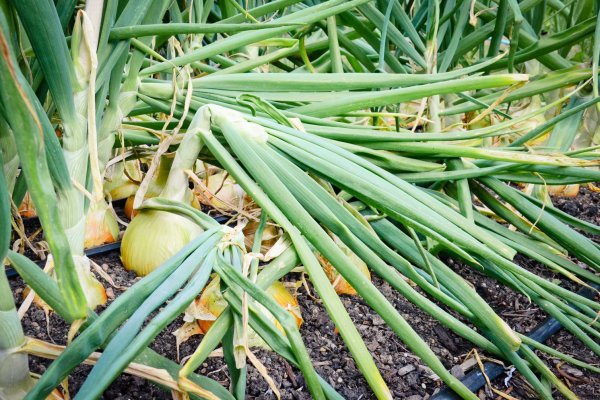 Ссылка на кракен onion kraken dark link